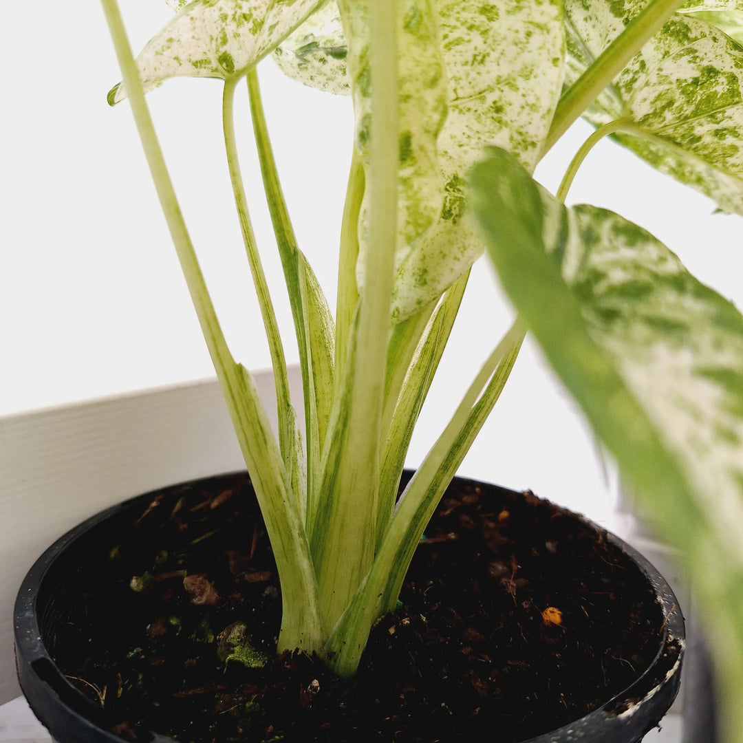 Alocasia Odora Batik Variegated