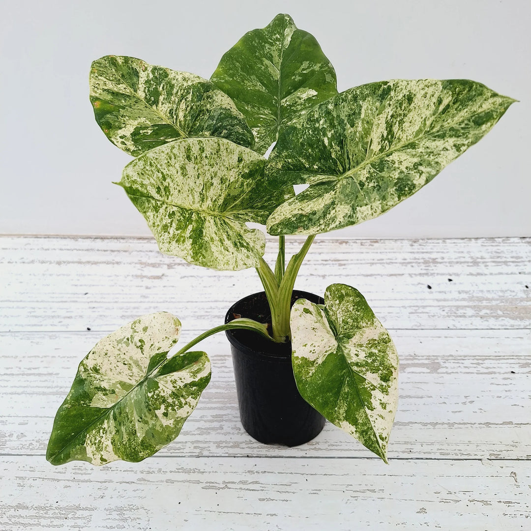 Alocasia Odora Batik Variegated