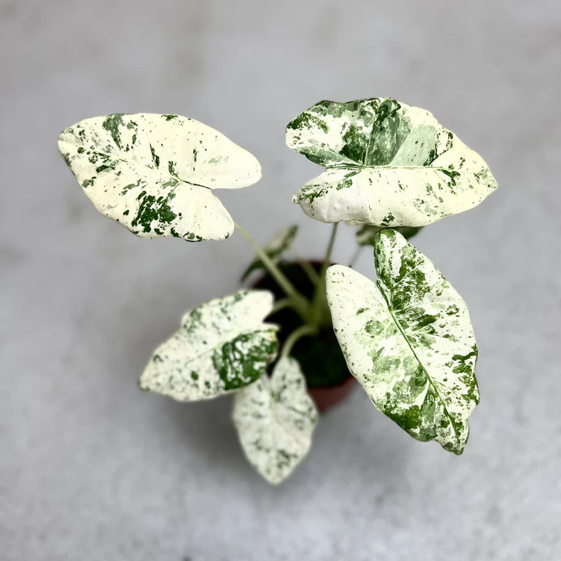 Alocasia Odora Batik Variegated