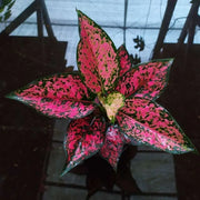 Aglaonema Kamkon