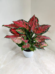 Aglaonema Beauty