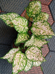 Aglaonema 'Eileen'
